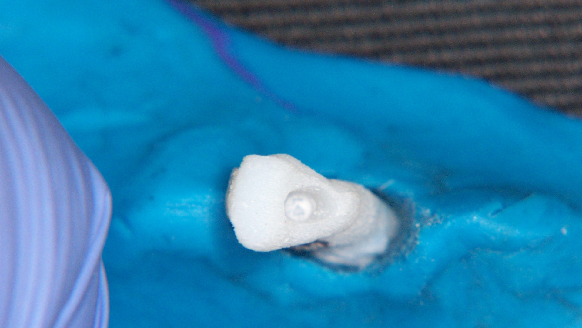 A 3D printed lower incisor used in instruction.